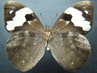 Adult Female Under of Wonder Brown - Heteronympha mirifica